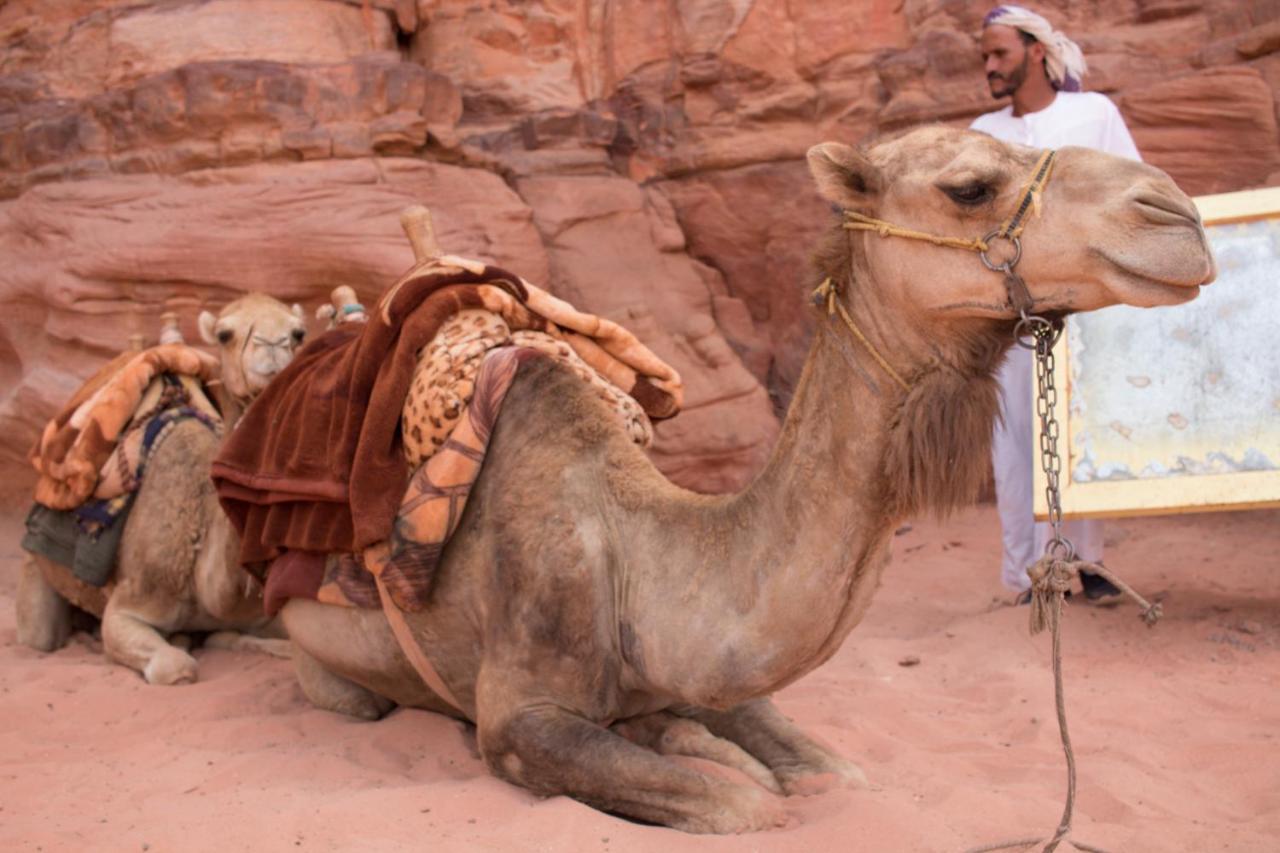 Wadi Rum Desert Home المظهر الخارجي الصورة