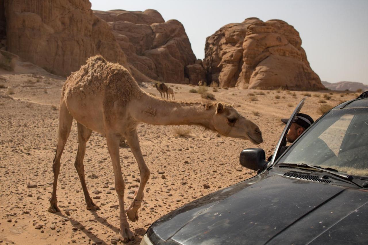 Wadi Rum Desert Home المظهر الخارجي الصورة